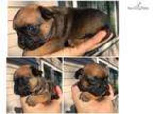 French Bulldog Puppy for sale in Saint Cloud, MN, USA