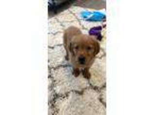Golden Retriever Puppy for sale in North Liberty, IA, USA