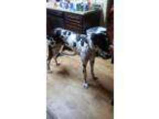 Great Dane Puppy for sale in Wildwood, FL, USA