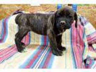 Cane Corso Puppy for sale in Knoxville, TN, USA