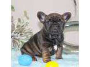 French Bulldog Puppy for sale in Lapeer, MI, USA