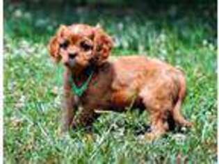 Cavalier King Charles Spaniel Puppy for sale in Appomattox, VA, USA
