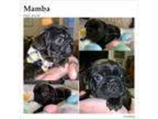 French Bulldog Puppy for sale in Maywood, MO, USA