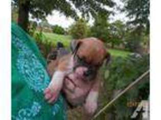 Bulldog Puppy for sale in STARR, SC, USA