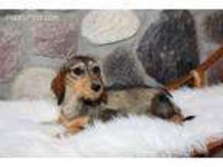Dachshund Puppy for sale in Akeley, MN, USA