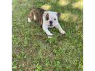 Bulldog Puppy for sale in Mount Sterling, IL, USA