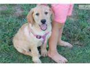 Labradoodle Puppy for sale in Jonesboro, AR, USA