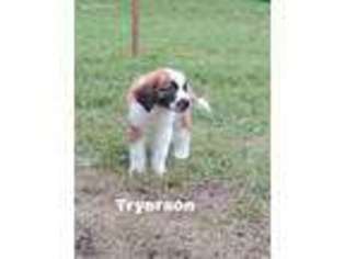 Saint Bernard Puppy for sale in Whippany, NJ, USA
