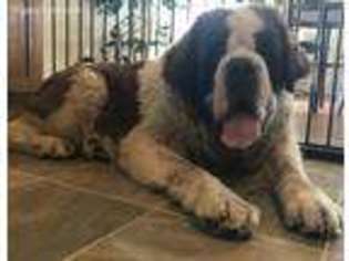 Saint Bernard Puppy for sale in Madison, OH, USA