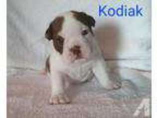Bulldog Puppy for sale in MACKS CREEK, MO, USA