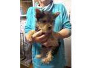 Yorkshire Terrier Puppy for sale in Greenville, KY, USA
