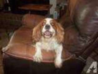 Cavalier King Charles Spaniel Puppy for sale in HOUSTON, TX, USA