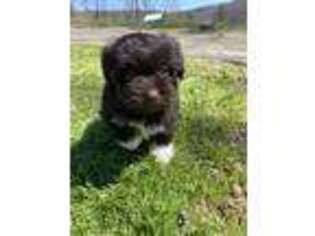 Havanese Puppy for sale in Crystal River, FL, USA
