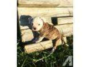 American Bulldog Puppy for sale in GAITHERSBURG, MD, USA