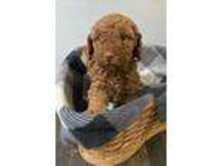 Labradoodle Puppy for sale in Manheim, PA, USA