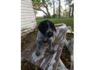 German Wirehaired Pointer Puppy for sale in Colman, SD, USA