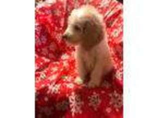 Labradoodle Puppy for sale in Conyers, GA, USA