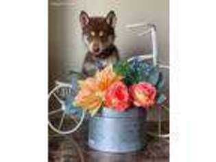 Siberian Husky Puppy for sale in Sunnyside, WA, USA