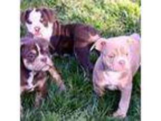 Olde English Bulldogge Puppy for sale in Brandywine, MD, USA