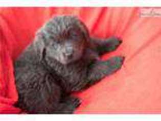 Newfoundland Puppy for sale in Youngstown, OH, USA