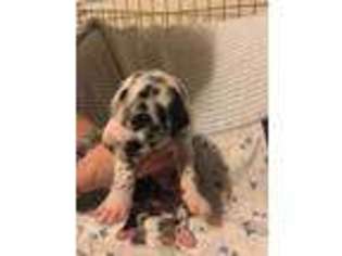 Great Dane Puppy for sale in Michigan City, IN, USA