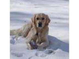 Golden Retriever Puppy for sale in Columbus, OH, USA
