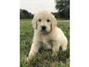 Golden Retriever Puppy for sale in Odessa, MO, USA