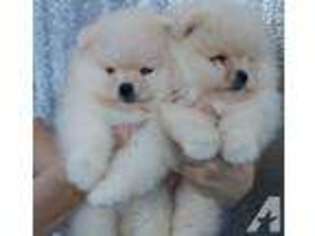 Pomeranian Puppy for sale in EL MONTE, CA, USA