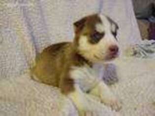 Siberian Husky Puppy for sale in Buffalo, MO, USA