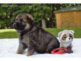 German Shepherd Dog Puppy for sale in Waverly, TN, USA