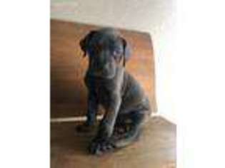 Great Dane Puppy for sale in Edgerton, OH, USA