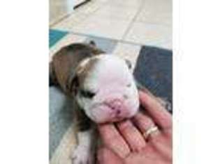 Bulldog Puppy for sale in Emmaus, PA, USA