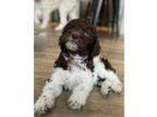 Mutt Puppy for sale in Crandon, WI, USA