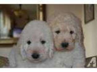 Labradoodle Puppy for sale in PINCKNEYVILLE, IL, USA