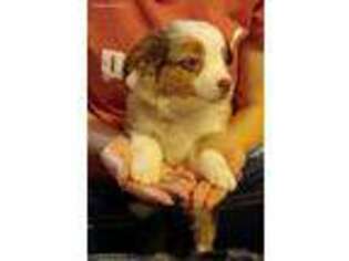 Miniature Australian Shepherd Puppy for sale in Hamer, ID, USA