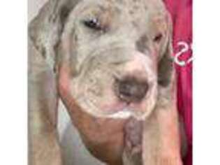 Great Dane Puppy for sale in Orrstown, PA, USA