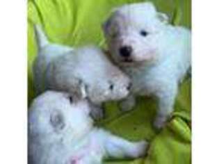 Samoyed Puppy for sale in Lees Summit, MO, USA