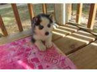 Siberian Husky Puppy for sale in GODWIN, NC, USA