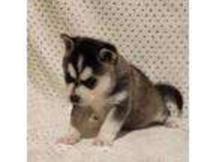 Alaskan Klee Kai Puppy for sale in Middleburg, PA, USA