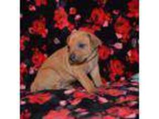 Rhodesian Ridgeback Puppy for sale in Saint Augustine, FL, USA