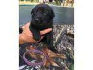 Labrador Retriever Puppy for sale in Ruston, LA, USA
