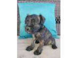Mutt Puppy for sale in Benton, AR, USA