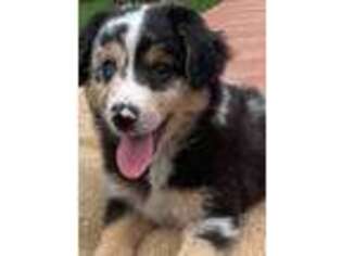 Australian Shepherd Puppy for sale in Tracy City, TN, USA