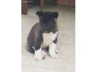 Akita Puppy for sale in Woodburn, IN, USA