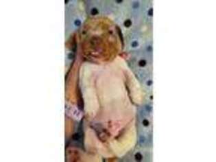 Dachshund Puppy for sale in Corryton, TN, USA