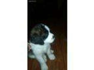Saint Bernard Puppy for sale in Mogadore, OH, USA