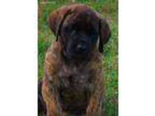 Mastiff Puppy for sale in Westville, OK, USA