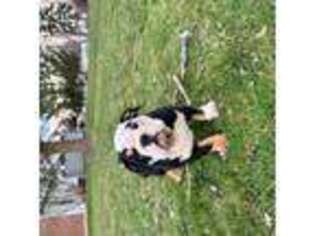 Bulldog Puppy for sale in Loveland, OH, USA