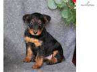 Airedale Terrier Puppy for sale in Harrisburg, PA, USA