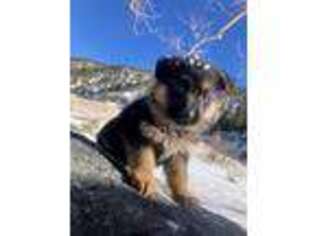 German Shepherd Dog Puppy for sale in Salida, CO, USA